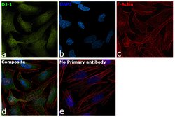 Invitrogen DJ-1 Polyclonal Antibody 100 &mu;L; Unconjugated:Antibodies,