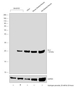 Invitrogen DJ-1 Polyclonal Antibody 100 &mu;L; Unconjugated:Antibodies,