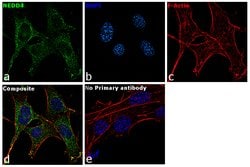 Invitrogen NEDD4 Polyclonal Antibody 100 &mu;L; Unconjugated:Antibodies,