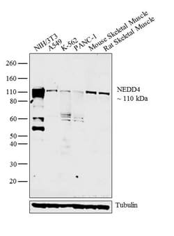 Invitrogen NEDD4 Polyclonal Antibody 100 &mu;L; Unconjugated:Antibodies,