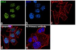 Invitrogen DVL2 Polyclonal Antibody 100 &mu;L; Unconjugated:Antibodies,