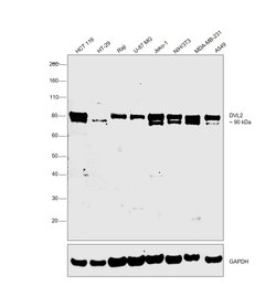 Invitrogen DVL2 Polyclonal Antibody 100 &mu;L; Unconjugated:Antibodies,