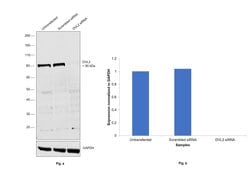 Invitrogen DVL2 Polyclonal Antibody 100 &mu;L; Unconjugated:Antibodies,