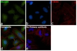 Invitrogen RhoGDI Polyclonal Antibody 100 &mu;L | Buy Online | Invitrogen&trade; | Fisher Scientific