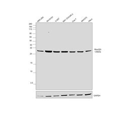 Invitrogen RhoGDI Polyclonal Antibody 100 &mu;L | Buy Online | Invitrogen&trade; | Fisher Scientific