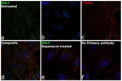 Invitrogen DVL3 Polyclonal Antibody 100 &mu;L | Buy Online | Invitrogen&trade; | Fisher Scientific