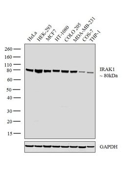 Invitrogen IRAK1 Polyclonal Antibody 100 &mu;L; Unconjugated:Antibodies,