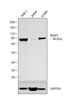 Invitrogen IRAK1 Polyclonal Antibody 100 &mu;L; Unconjugated:Antibodies,