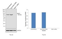 Invitrogen IRAK1 Polyclonal Antibody 100 &mu;L; Unconjugated:Antibodies,