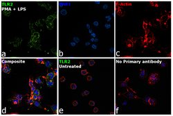 Invitrogen TLR2 Polyclonal Antibody 100 &mu;L; Unconjugated:Antibodies,