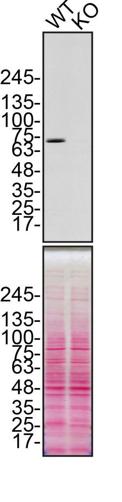 Invitrogen Calpain 2 Polyclonal Antibody 100 &mu;L | Buy Online | Invitrogen&trade; | Fisher Scientific