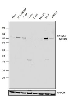 Invitrogen&trade;&nbsp;delta Catenin Polyclonal Antibody