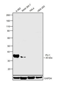 Invitrogen PU.1 Polyclonal Antibody 100 &mu;L; Unconjugated:Antibodies,
