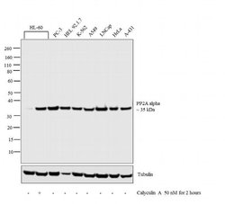 Invitrogen PP2A alpha Polyclonal Antibody 100 &mu;L; Unconjugated:Antibodies,