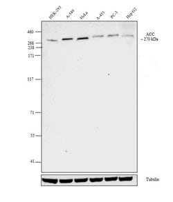 Invitrogen Acetyl-CoA Carboxylase Polyclonal Antibody 100 &mu;L; Unconjugated:Anticorps,