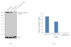 Invitrogen Acetyl-CoA Carboxylase Polyclonal Antibody 100 &mu;L; Unconjugated:Anticorps,