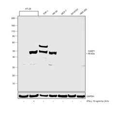Invitrogen Caspase 1 Polyclonal Antibody 100 &mu;L; Unconjugated:Antibodies,