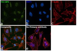 Invitrogen 53BP1 Polyclonal Antibody 100 &mu;L; Unconjugated:Antibodies,