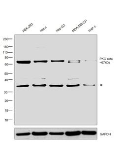Invitrogen PKC zeta Polyclonal Antibody 100 &mu;L | Buy Online | Invitrogen&trade; | Fisher Scientific