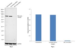 Invitrogen PKC zeta Polyclonal Antibody 100 &mu;L | Buy Online | Invitrogen&trade; | Fisher Scientific