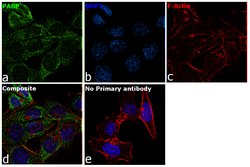 Invitrogen PABP Polyclonal Antibody 100 &mu;L; Unconjugated:Antibodies,
