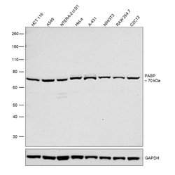Invitrogen PABP Polyclonal Antibody 100 &mu;L; Unconjugated:Antibodies,