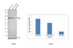 Invitrogen PABP Polyclonal Antibody 100 &mu;L; Unconjugated:Antibodies,