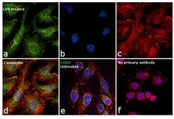 Invitrogen COX2 Polyclonal Antibody 100 &mu;L; Unconjugated:Antibodies,