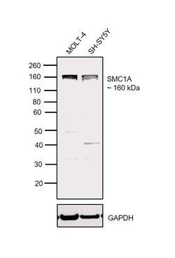 Invitrogen SMC1 Polyclonal Antibody 100 μL; Unconjugated:Antibodies,