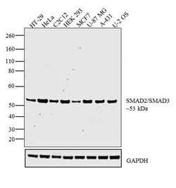 Invitrogen SMAD2/SMAD3 Polyclonal Antibody 100 &mu;L; Unconjugated:Antibodies,