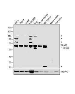 Invitrogen TRAF2 Polyclonal Antibody 100 &mu;L; Unconjugated:Antibodies,