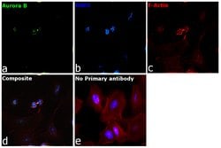 Invitrogen Aurora B Polyclonal Antibody 100 &mu;L; Unconjugated:Antibodies,