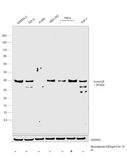 Invitrogen Aurora B Polyclonal Antibody 100 &mu;L; Unconjugated:Antibodies,