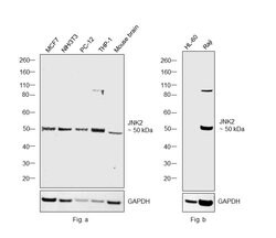 Invitrogen JNK2 Polyclonal Antibody 100 &mu;L; Unconjugated:Antibodies,