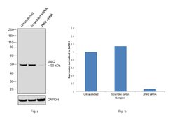 Invitrogen JNK2 Polyclonal Antibody 100 &mu;L; Unconjugated:Antibodies,
