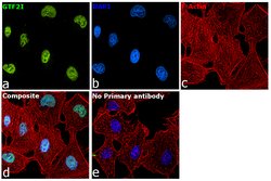 Invitrogen GTF2I Polyclonal Antibody 100 &mu;L; Unconjugated:Antibodies,