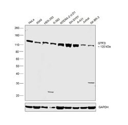 Invitrogen GTF2I Polyclonal Antibody 100 &mu;L; Unconjugated:Antibodies,