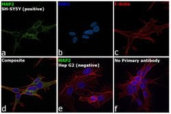 Invitrogen MAP2 Polyclonal Antibody 100 &mu;L; Unconjugated:Antibodies,