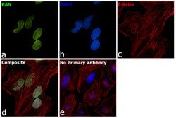 Invitrogen RAN Polyclonal Antibody 100 &mu;L; Unconjugated:Antibodies,