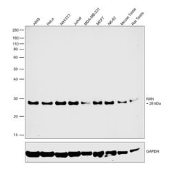 Invitrogen RAN Polyclonal Antibody 100 &mu;L; Unconjugated:Antibodies,