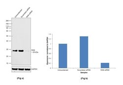 Invitrogen RAN Polyclonal Antibody 100 &mu;L; Unconjugated:Antibodies,