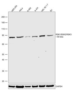 Invitrogen RSK1/RSK2/RSK3 Polyclonal Antibody 100 &mu;L; Unconjugated:Antibodies,
