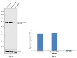 Invitrogen RSK1/RSK2/RSK3 Polyclonal Antibody 100 &mu;L; Unconjugated:Antibodies,