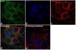 Invitrogen GRB2 Polyclonal Antibody 100 &mu;L; Unconjugated:Antistoffer