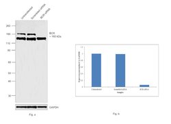 Invitrogen BCR Polyclonal Antibody 100 &mu;L | Buy Online | Invitrogen&trade; | Fisher Scientific
