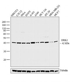 Invitrogen ERK2 Polyclonal Antibody 100 &mu;L; Unconjugated:Antibodies,