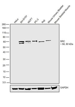 Invitrogen SRC Polyclonal Antibody 100 &mu;L; Unconjugated:Antibodies,
