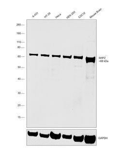 Invitrogen SHP2 Polyclonal Antibody 100 &mu;L; Unconjugated:Antibodies,