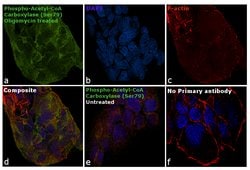 Invitrogen Phospho-Acetyl-CoA Carboxylase (Ser79) Polyclonal Antibody 100