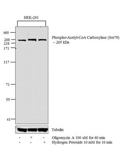 Invitrogen Phospho-Acetyl-CoA Carboxylase (Ser79) Polyclonal Antibody 100